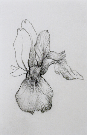 iris representée par Laurence Gossart