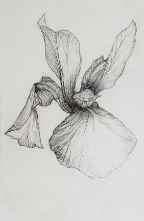 iris dessinée par l'artiste Gossart