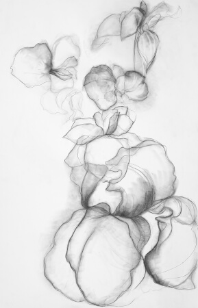 racine dessinée par l artiste gossart