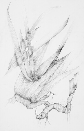 dessin d une racine par laurence gossart