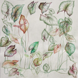 dessin chlorophylle artiste laurence gossart