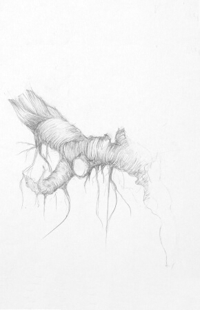 dessin de l artiste gossart