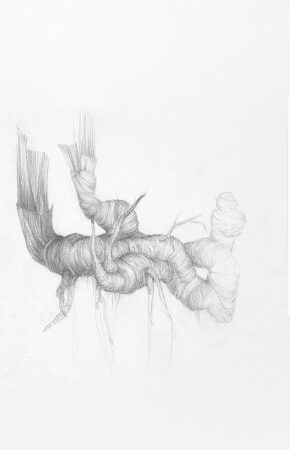 racines vues par laurence gossart