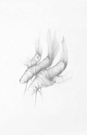 laurence gossart dessin theme des racine