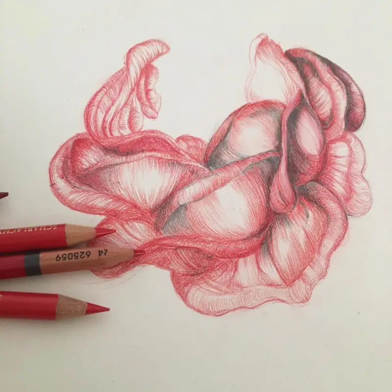 esquisse de roses, au crayon, esquisse par Laurence Gossart, créatrice et dessinatrice, plasticienne talentueuse, artisan d art